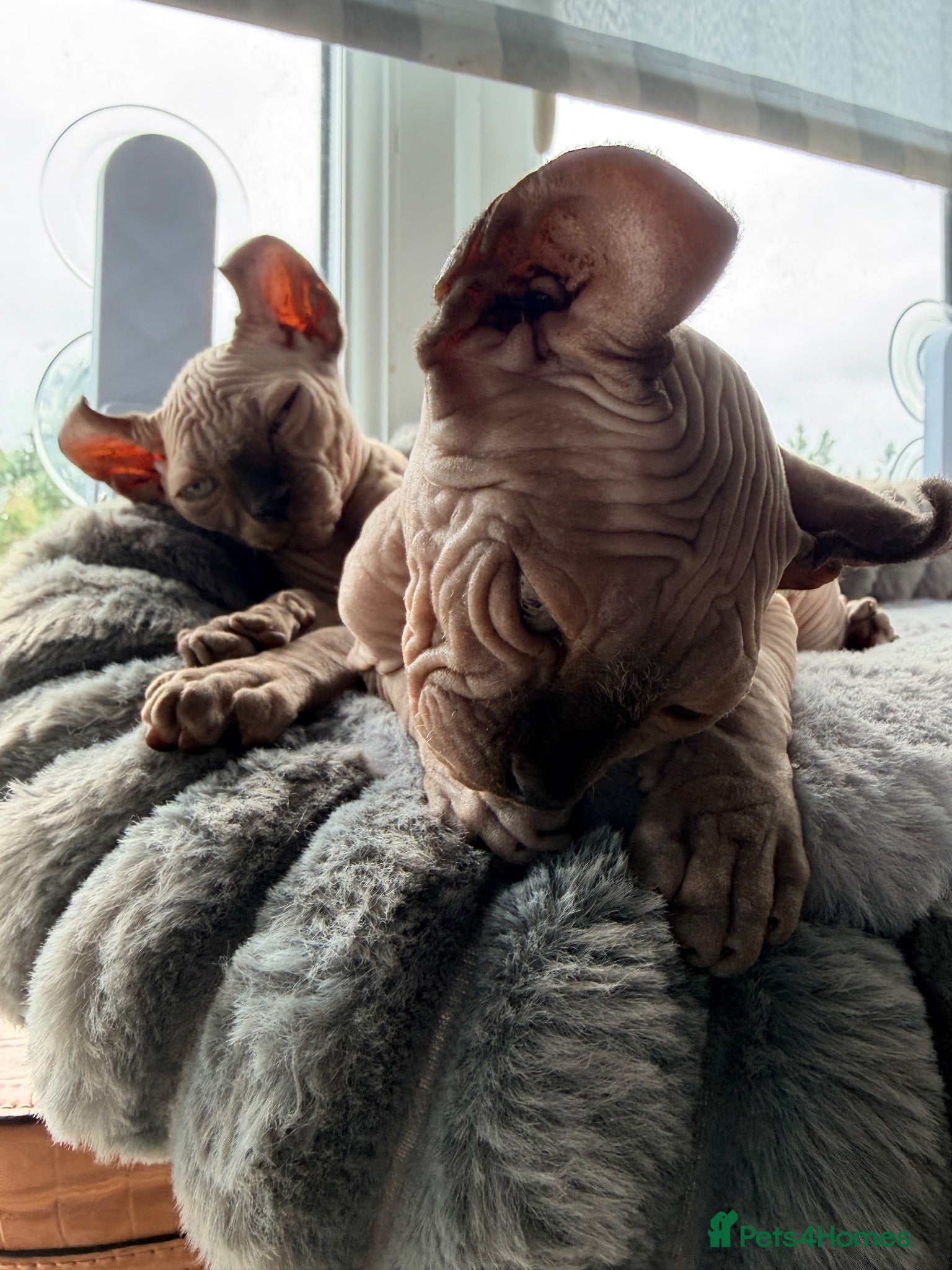 Sphynx cats Ready now Sphynx kittens - Advert 17