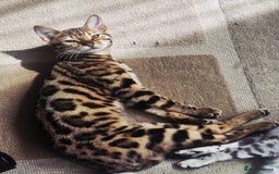 Bengal cats for sale: Bengal cat - Image 6