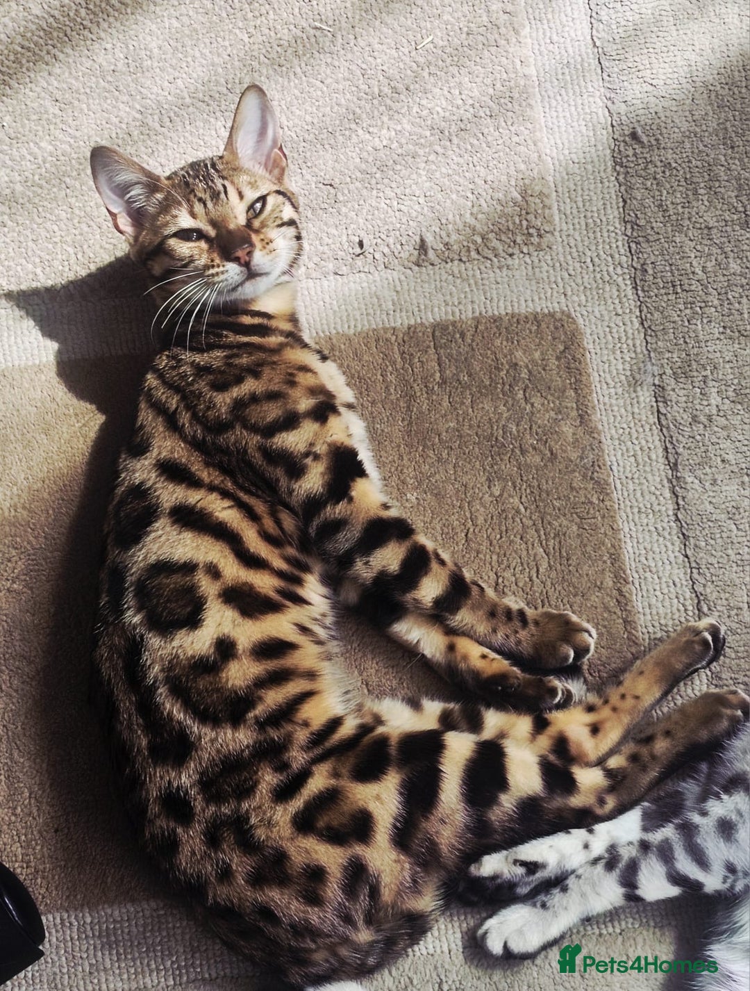 Bengal cats for sale: Bengal cat - Image 6