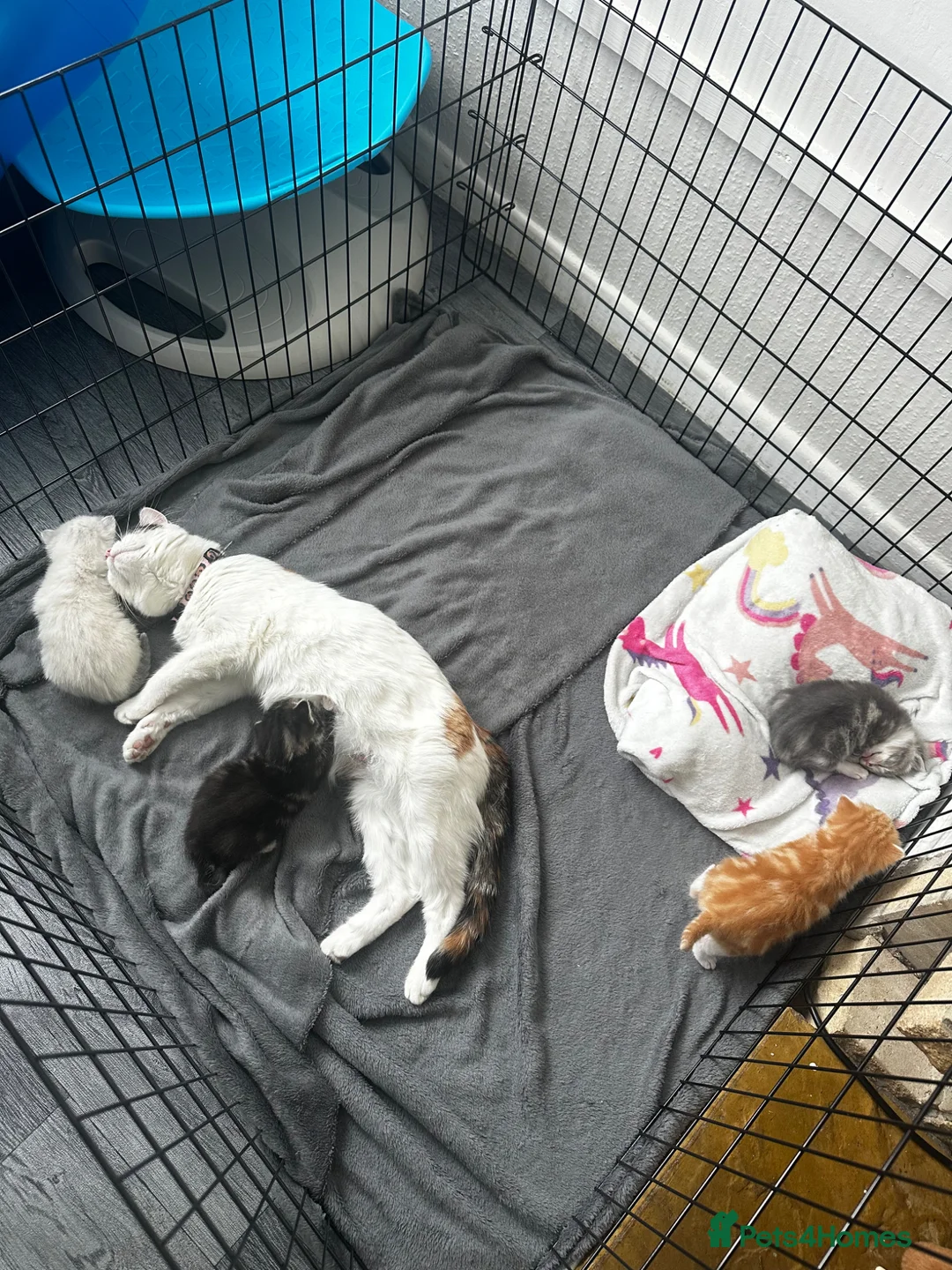Mixed Breed cats for sale: 2 beautiful kittens  - Advert 1