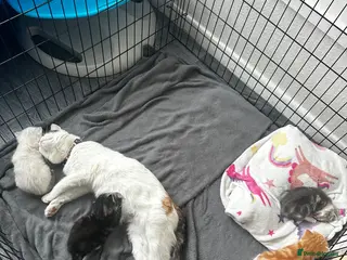 Mixed Breed cats 2 beautiful kittens - Advert 3