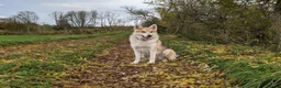 Northern Inuit dogs for sale: Northern Inuit puppies  in Inverness - Advert 15