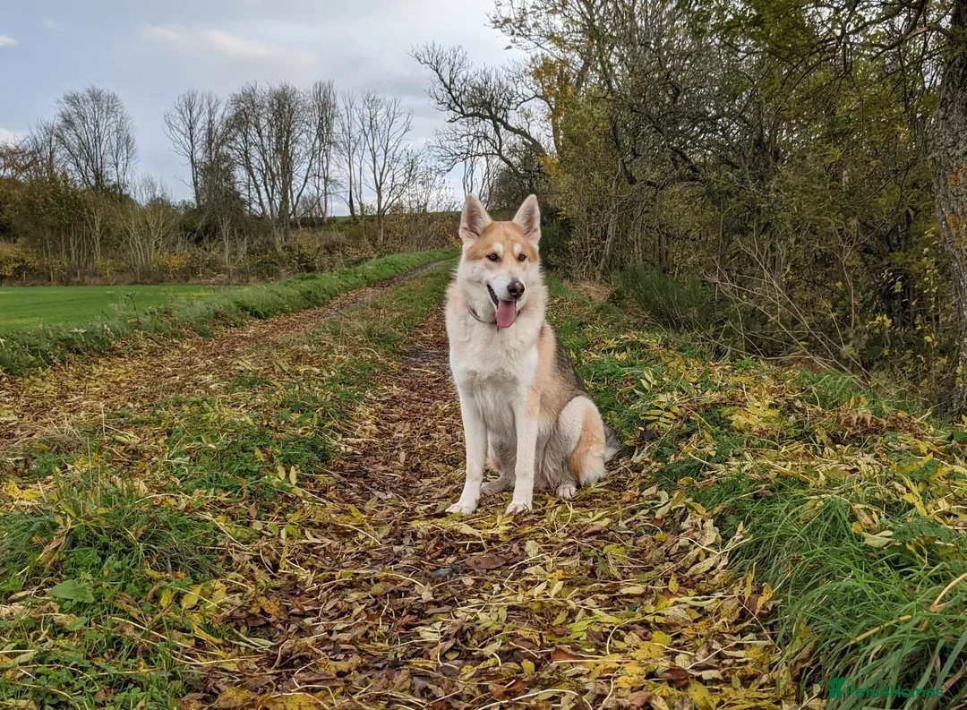 Northern Inuit dogs for sale: Northern Inuit puppies  in Inverness - Advert 15