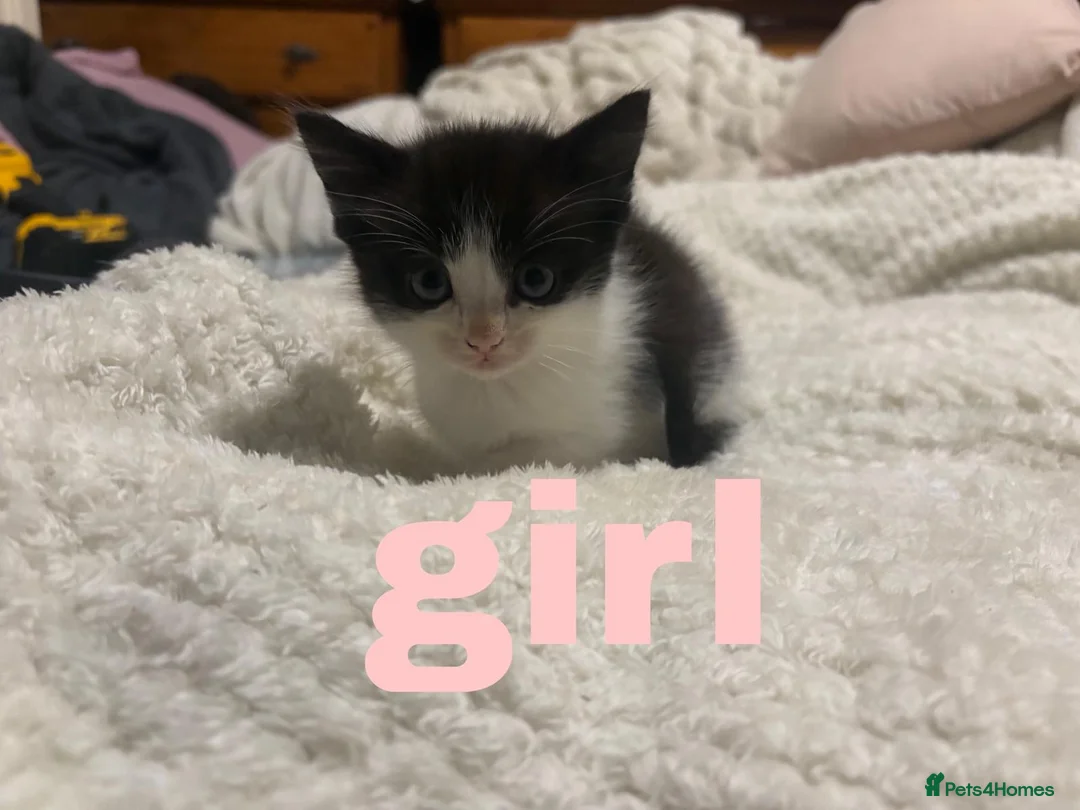 Mixed Breed cats for sale: Kittens - Advert 3