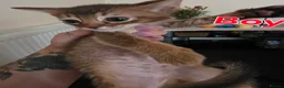 Mixed Breed cats for sale: Abyssinian x kittens looking for their new homes - Advert 6