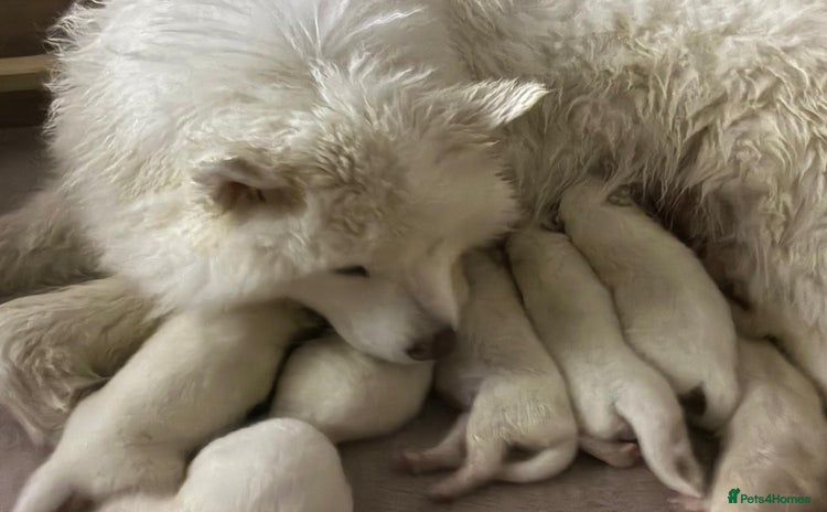 Samoyed dogs - Advert 3