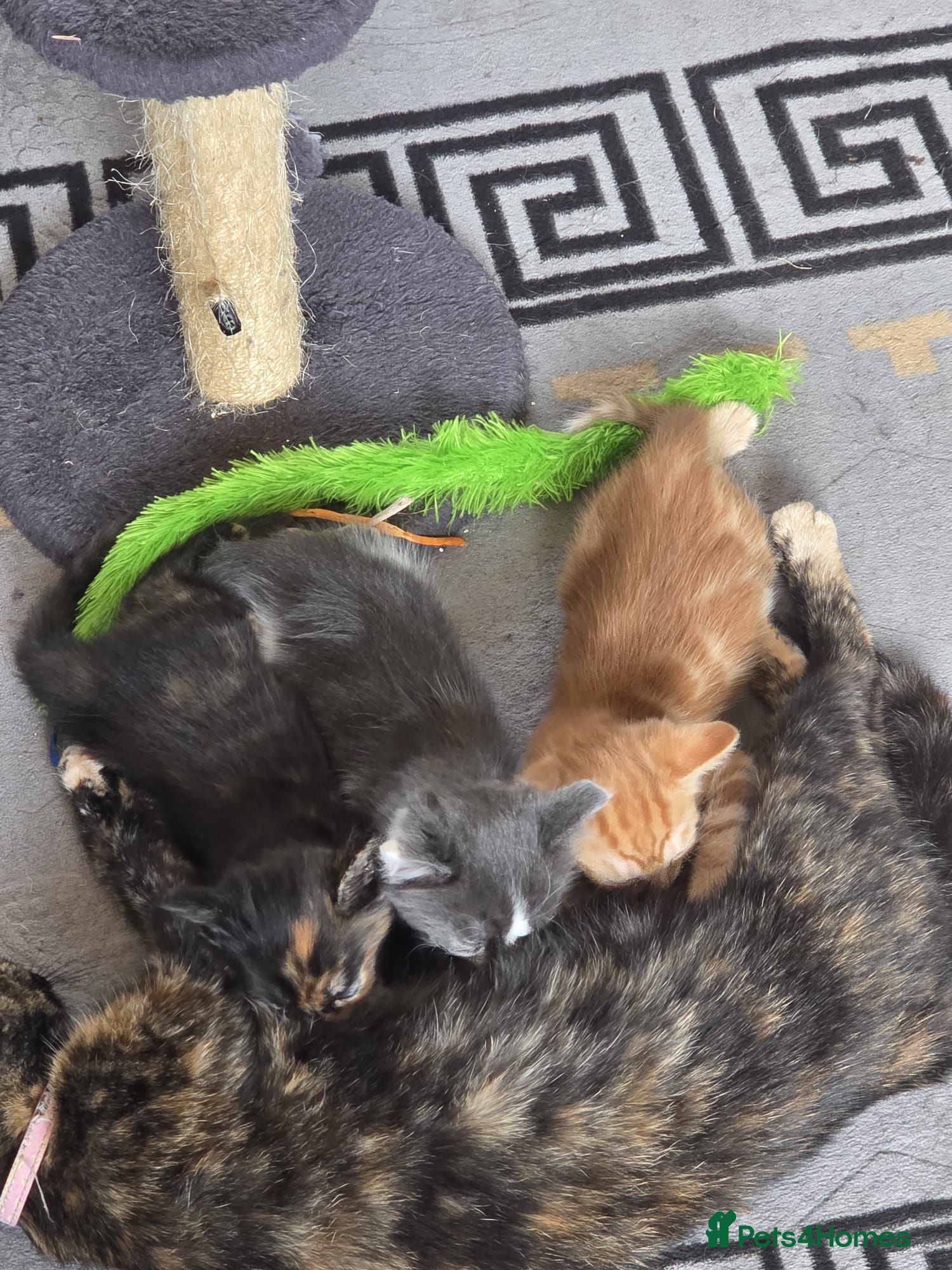 Mixed Breed cats 3 kittens looking for loving homes - Advert 6