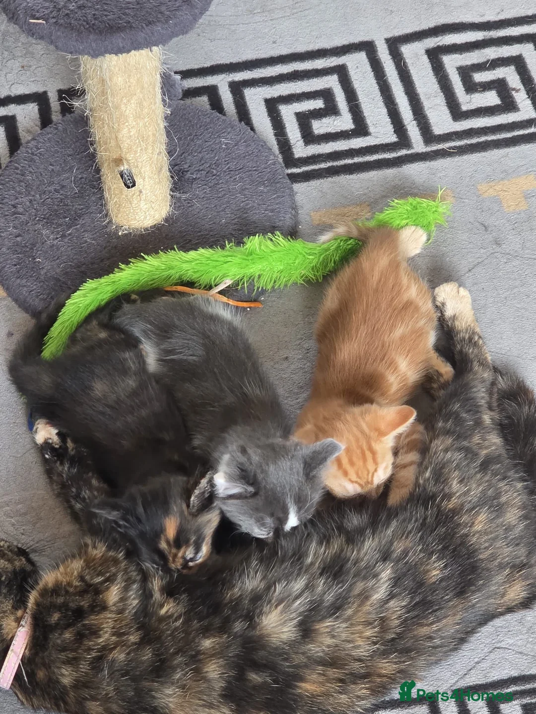 Mixed Breed cats for sale: 3 kittens looking for loving homes in Wareham - Advert 1