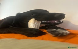 Borador dogs for sale: Border Collie x Labrador  - Image 3