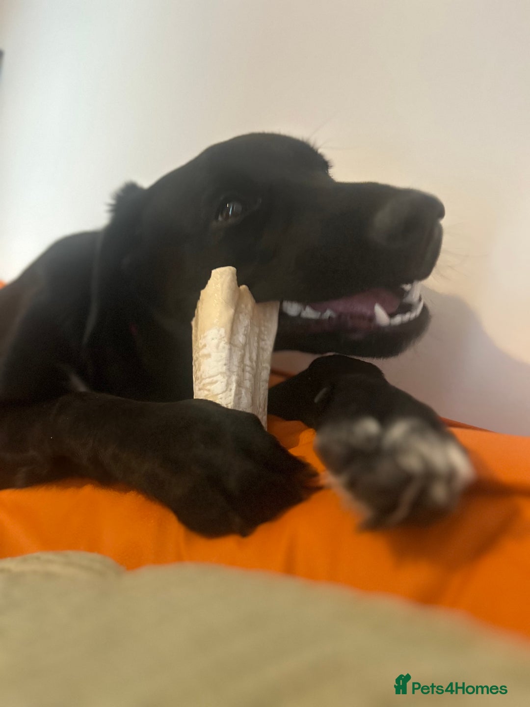 Borador dogs for sale: Border Collie x Labrador  - Image 3