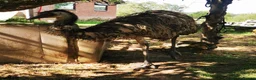Emus poultry for sale: Emu mature Male in Exeter - Advert 4