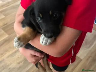 Border Collie dogs Gorgeous litter of Border Collies - Advert 6