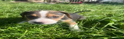 Beagle dogs for sale: Beagle cross puppies in Tiverton - Advert 4