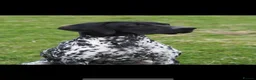 German Shorthaired Pointer dogs for stud: Working GSP Stud  - Advert 7