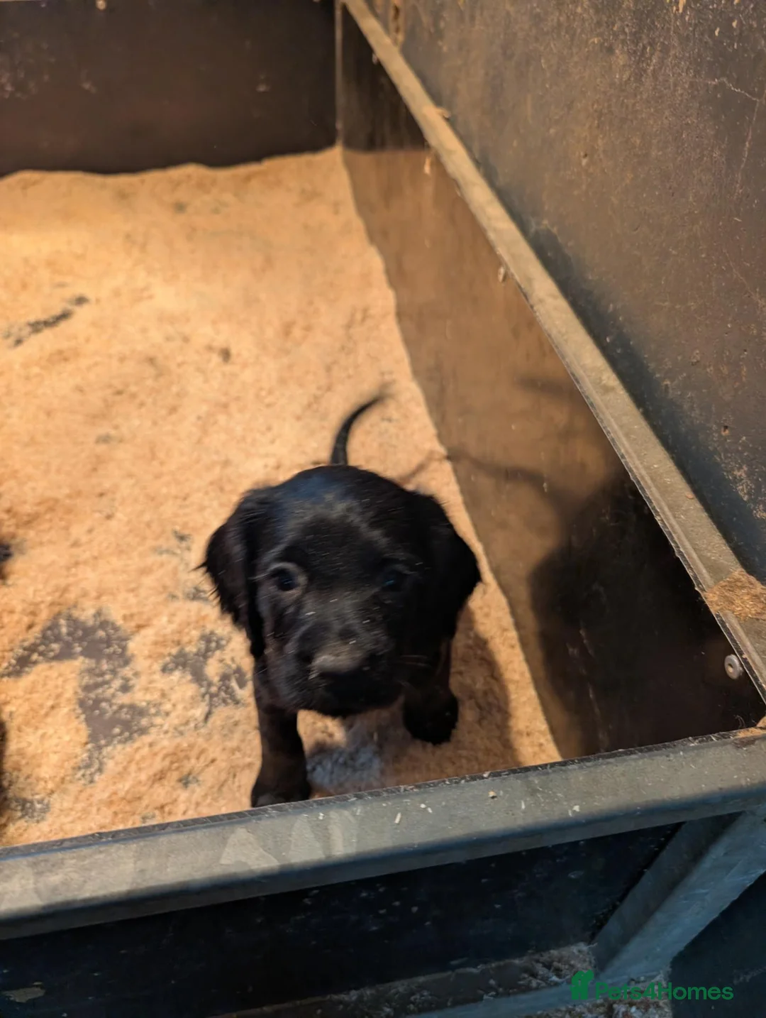 Cocker Spaniel dogs for sale: Beautiful working cocker puppies for sale  - Advert 7