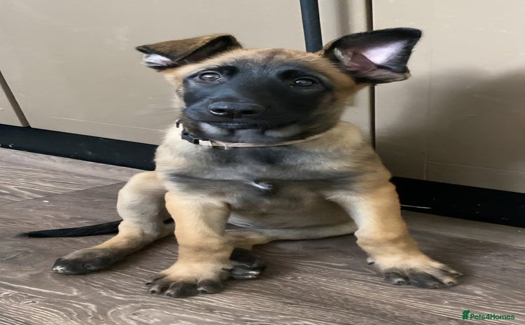Belgian Shepherd Dog dogs - Advert 5
