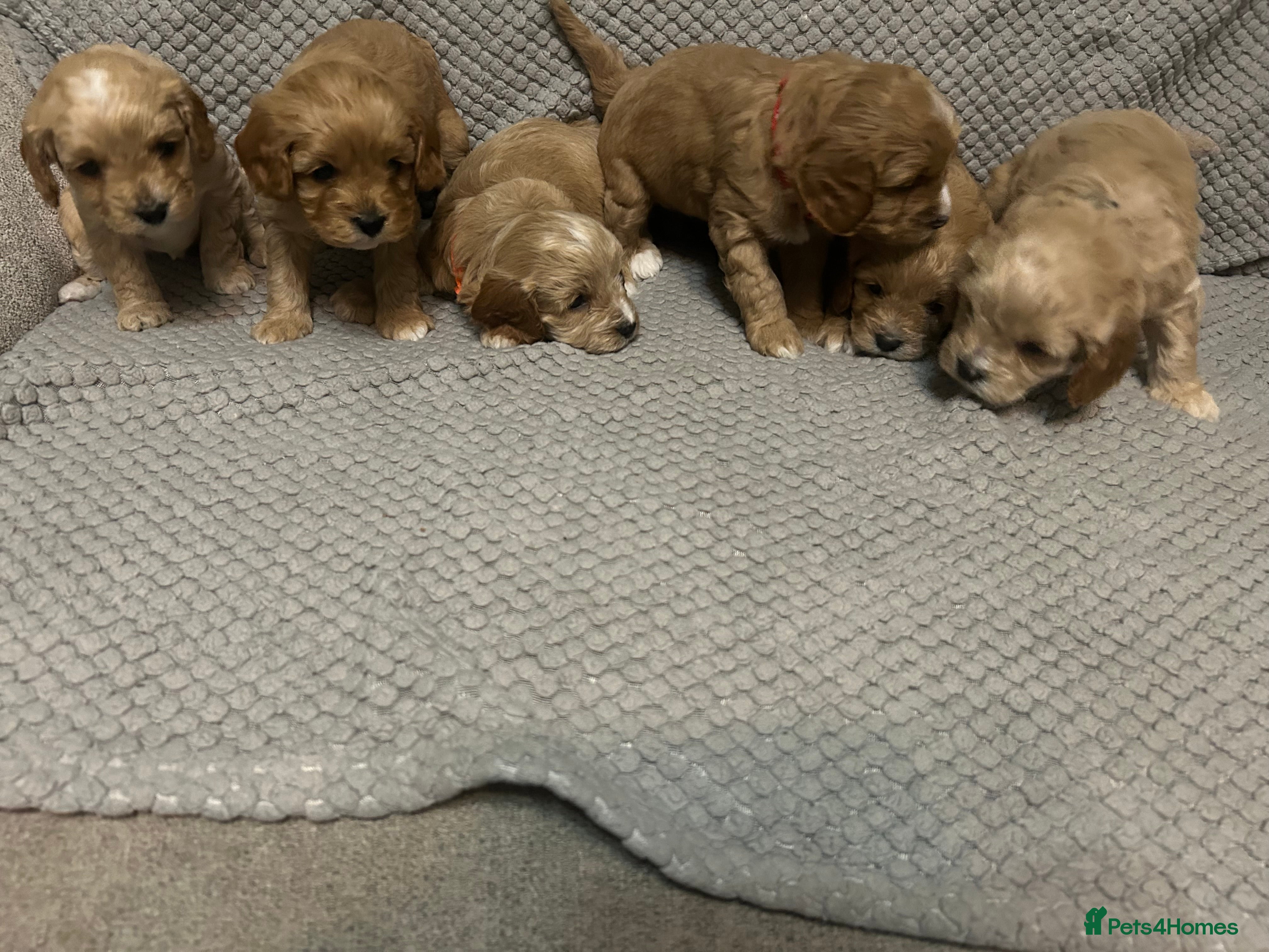 Cavapoo dogs 🌟 F1 Cavapoos for sale 🌟  - Advert 1