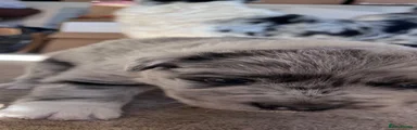 Border Collie 4