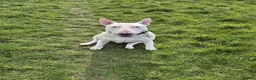 English Bull Terrier dogs for stud: Axel englishbull terrier - Advert 6
