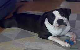 American Bulldog dogs for stud: American bulldog  - Image 5
