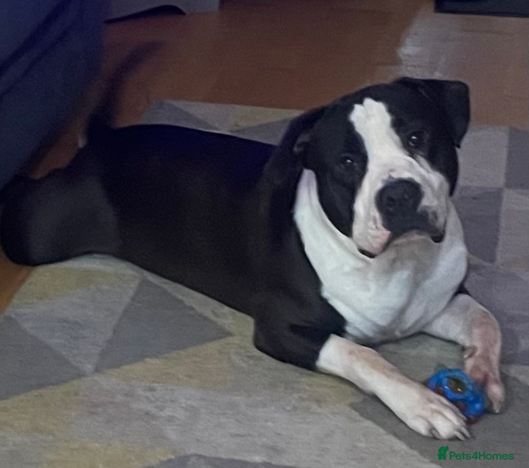 American Bulldog dogs for stud: American bulldog  - Image 5