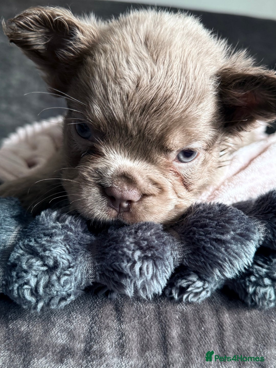 French Bulldog dogs for sale: FLUFFY FRENCH BULLDOGS  - Image 9