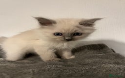 Ragdoll cats for sale: 5 Gorgeous TICA Ragdoll Kittens - Image 3