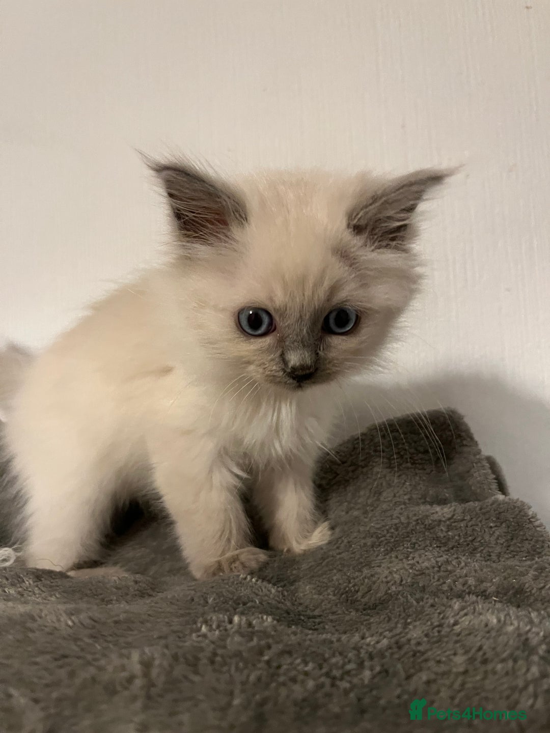 Ragdoll cats for sale: 5 Gorgeous TICA Ragdoll Kittens - Image 3