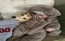 Lurcher dogs for sale: Lurcher girl  - Image 2