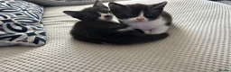 Mixed Breed cats for sale: 2 beautiful kittens - Advert 1