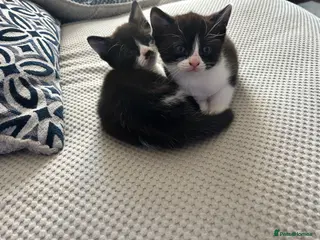 Mixed Breed cats 2 beautiful kittens - Advert 1