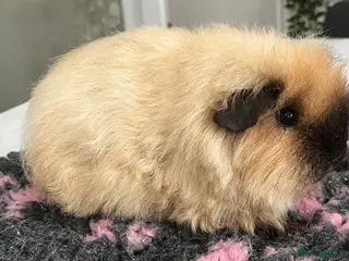 Guinea Pig rodents Texel, Sheltie, Merino, coronet guinea pigs. - Advert 6