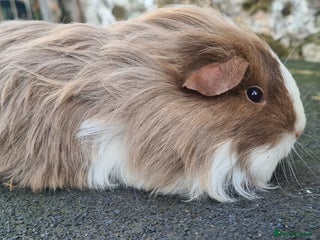 Guinea Pig rodents Sheltie female guinea pig - Advert 1