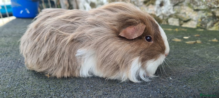 Guinea Pig rodents Sheltie female guinea pig - Advert 2