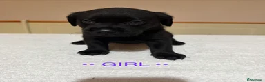 Purple collar black pup