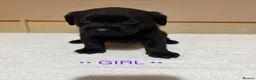 Labrador Retriever dogs for sale: Labrador puppies - Advert 11