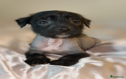 Chinese Crested dogs for sale: Pure Chinese crested puppies - Image 1