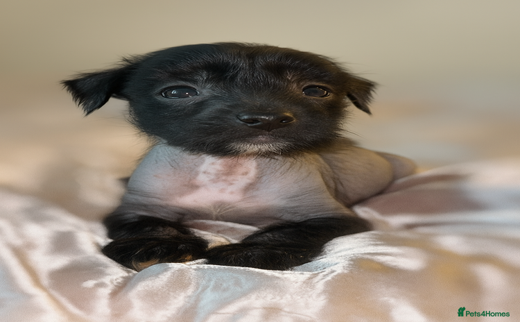 Chinese Crested dogs - Advert 1