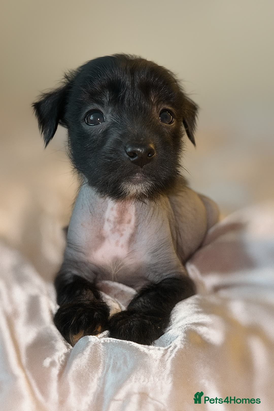 Chinese Crested dogs for sale: Pure Chinese crested puppies - Image 1