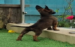 Belgian Shepherd Dog dogs for sale: Belgian malnois x Dutch sheppard puppies - Image 2
