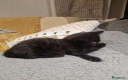 Mixed Breed cats for sale: Kittens ready to find homes - Image 3