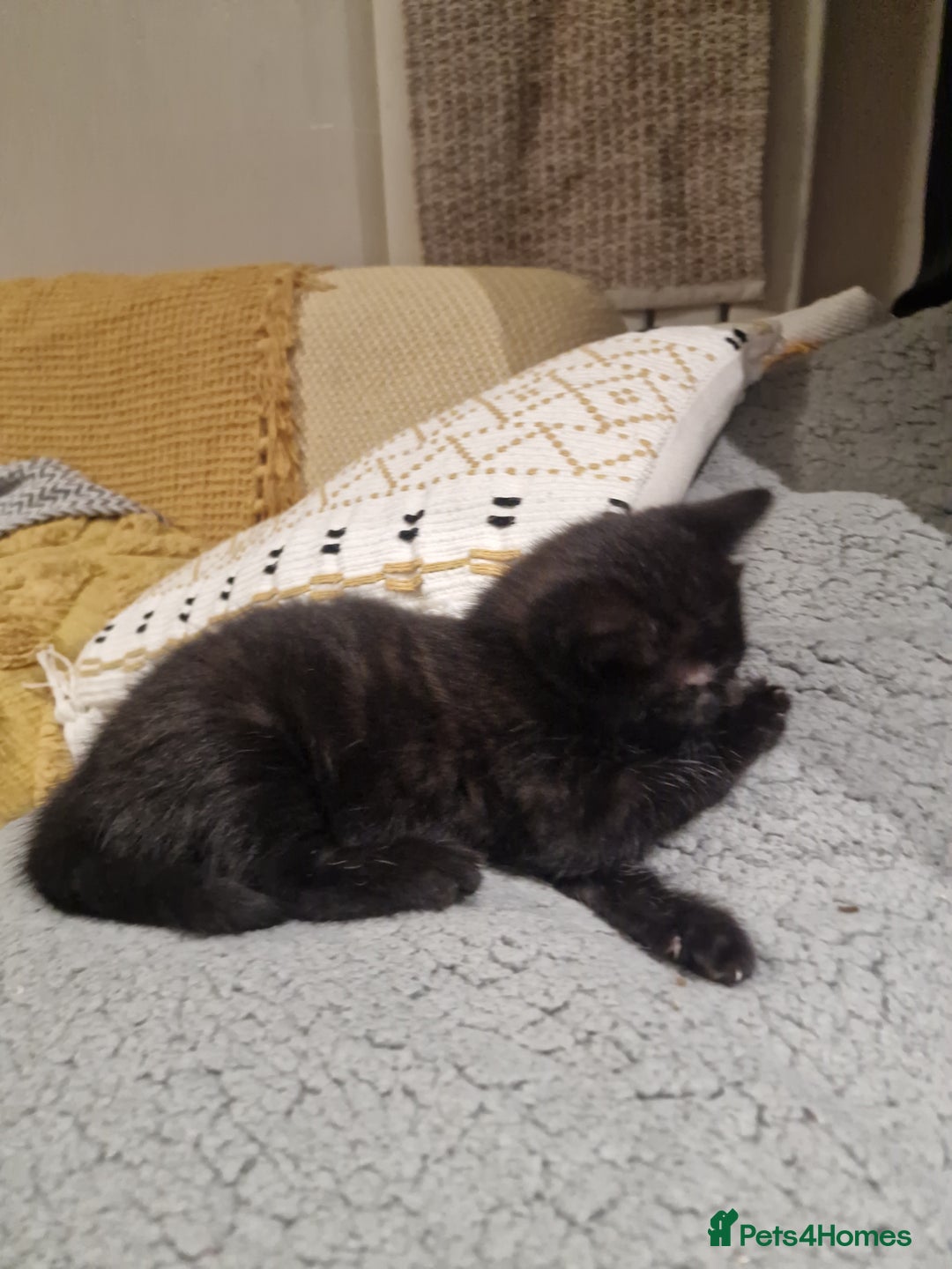 Mixed Breed cats for sale: Kittens ready to find homes - Image 3