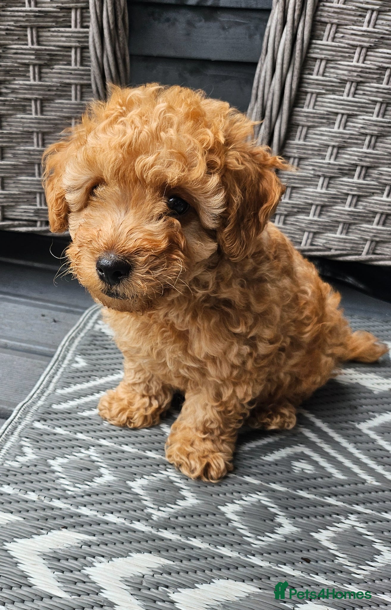 Maltipoo dogs Ready to leave🐶 1 handsome tiny maltipoo boy🐶  - Advert 2