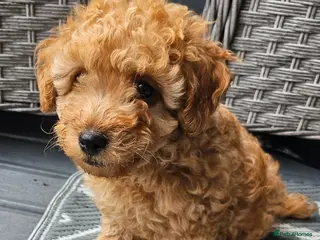 Maltipoo dogs Ready to leave🐶 1 handsome tiny maltipoo boy🐶 - Advert 2