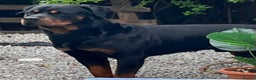 Rottweiler dogs for stud: •PROVEN •Very experienced stunning Rottweiler Stud in Doncaster - Advert 20