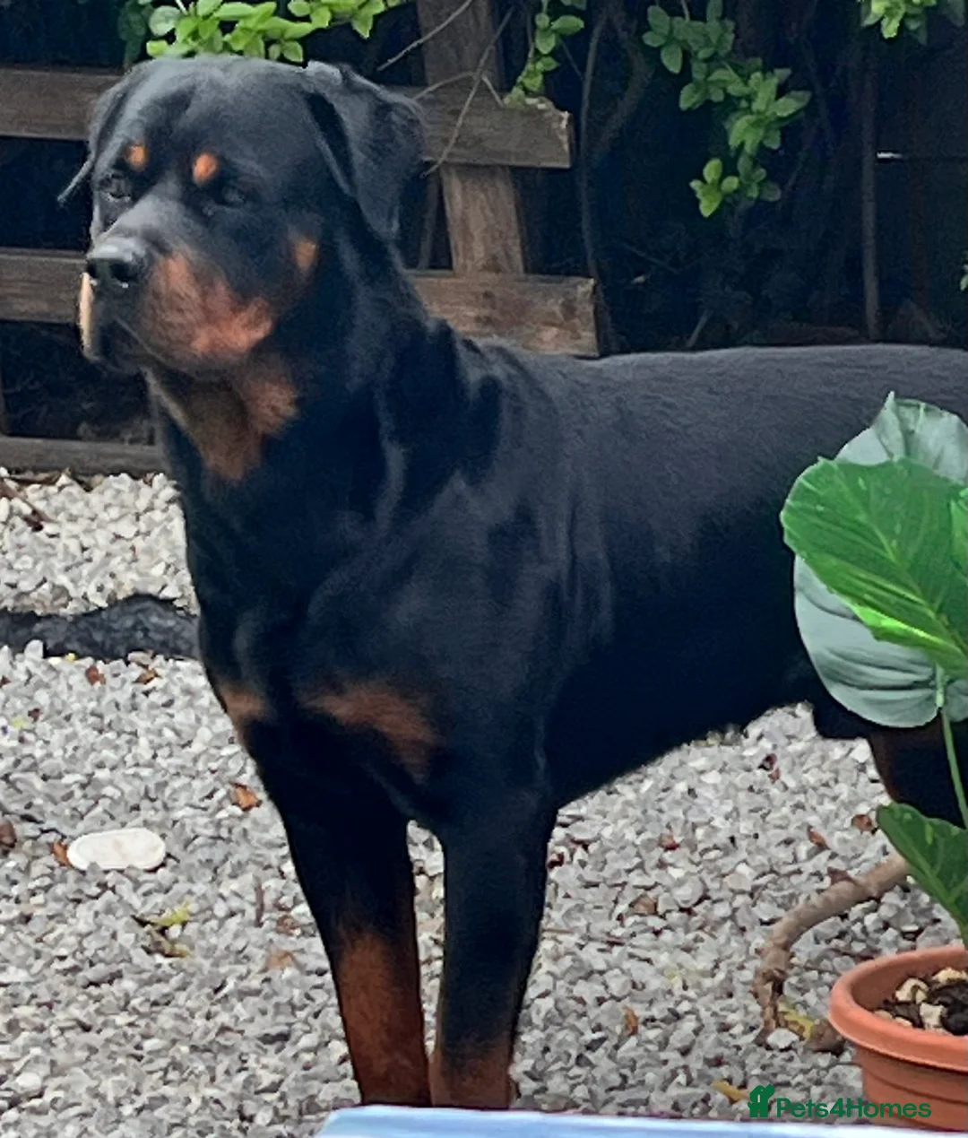 Rottweiler dogs for stud: •PROVEN •Very experienced stunning Rottweiler Stud in Doncaster - Advert 20