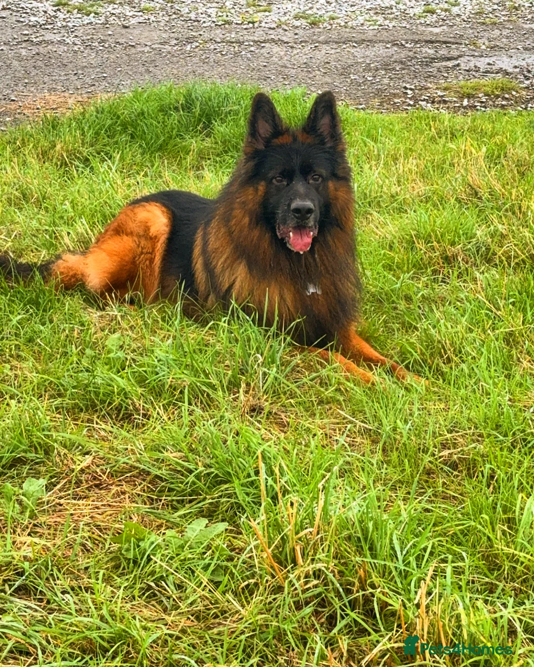 German Shepherd dogs for stud: Purebred German shep Stud  - Advert 1