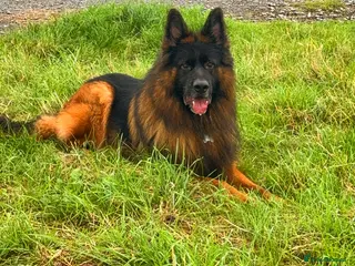German Shepherd dogs Purebred German shep Stud - Advert 1