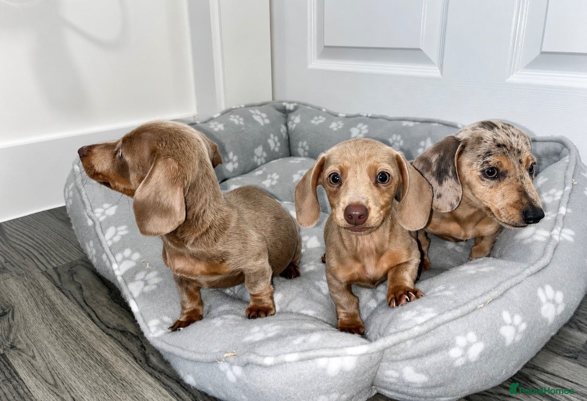 Dachshund dogs *dachshund puppies  * - Advert 4