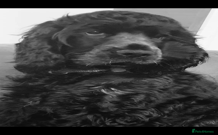 Cocker Spaniel dogs - Advert 9